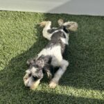 Twinkle – Miniature Schnauzer $795