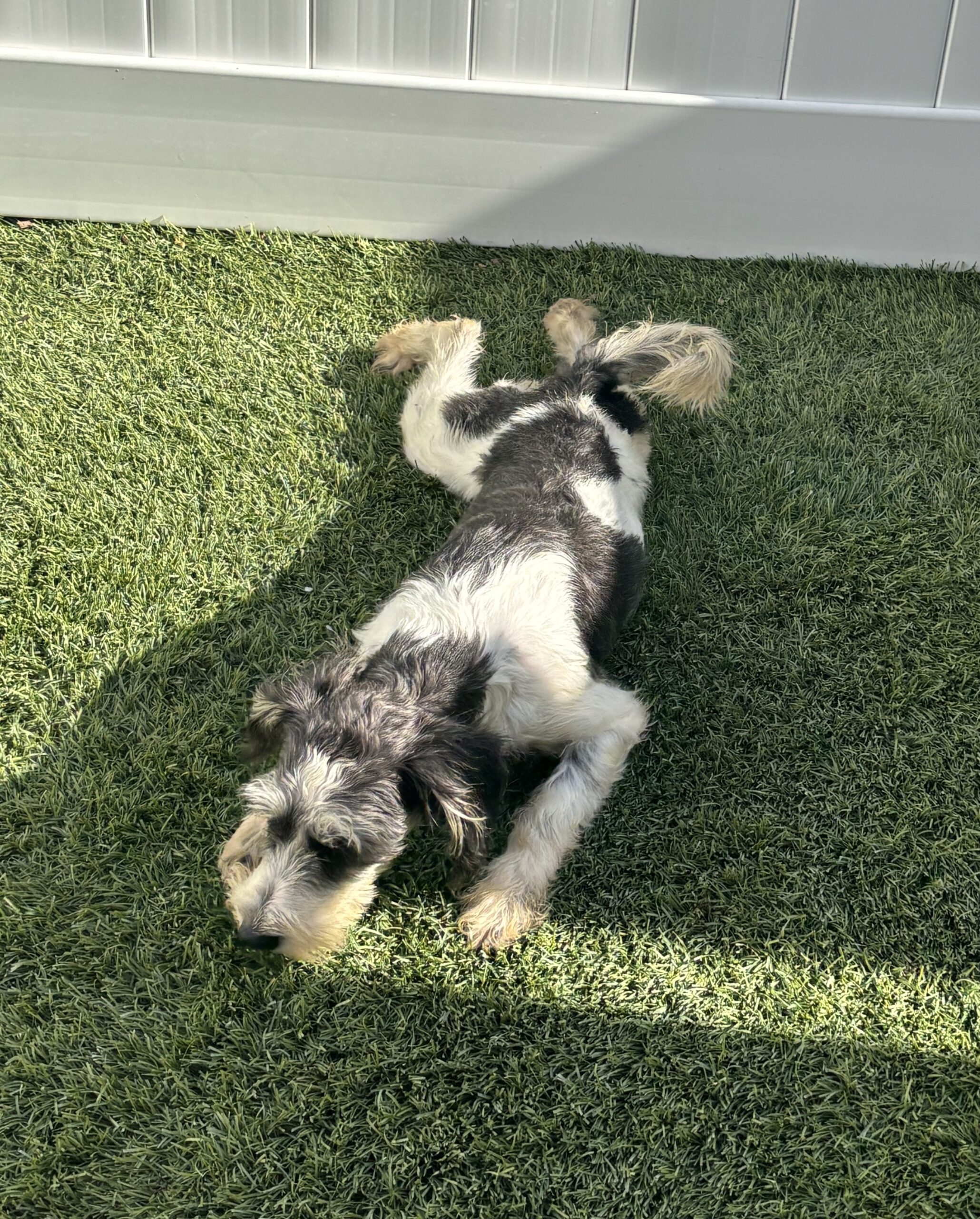 Twinkle – Miniature Schnauzer $795