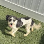 Twinkle – Miniature Schnauzer $795