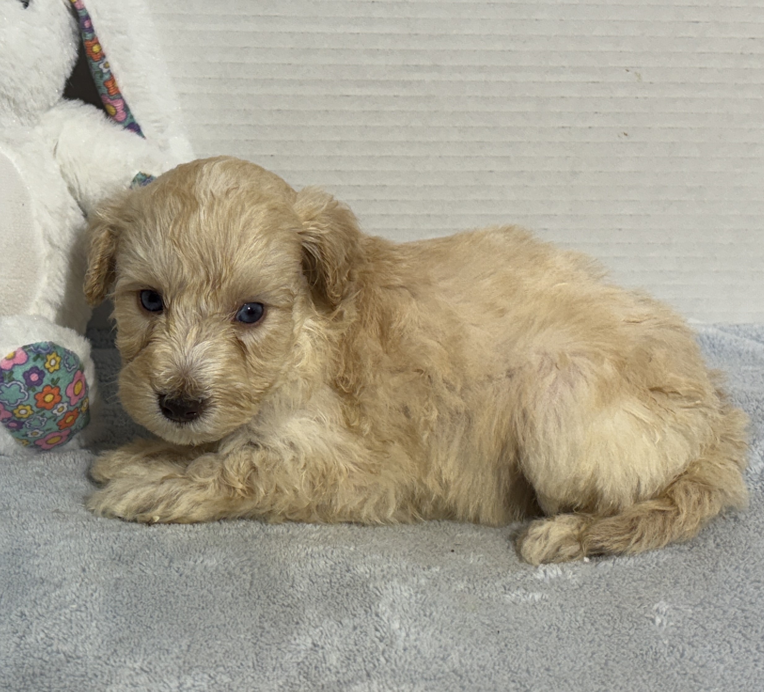 Baxter – Miniature Schnoodle $2800