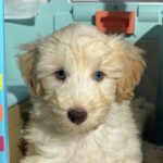 Baxter – Miniature Schnoodle $2500