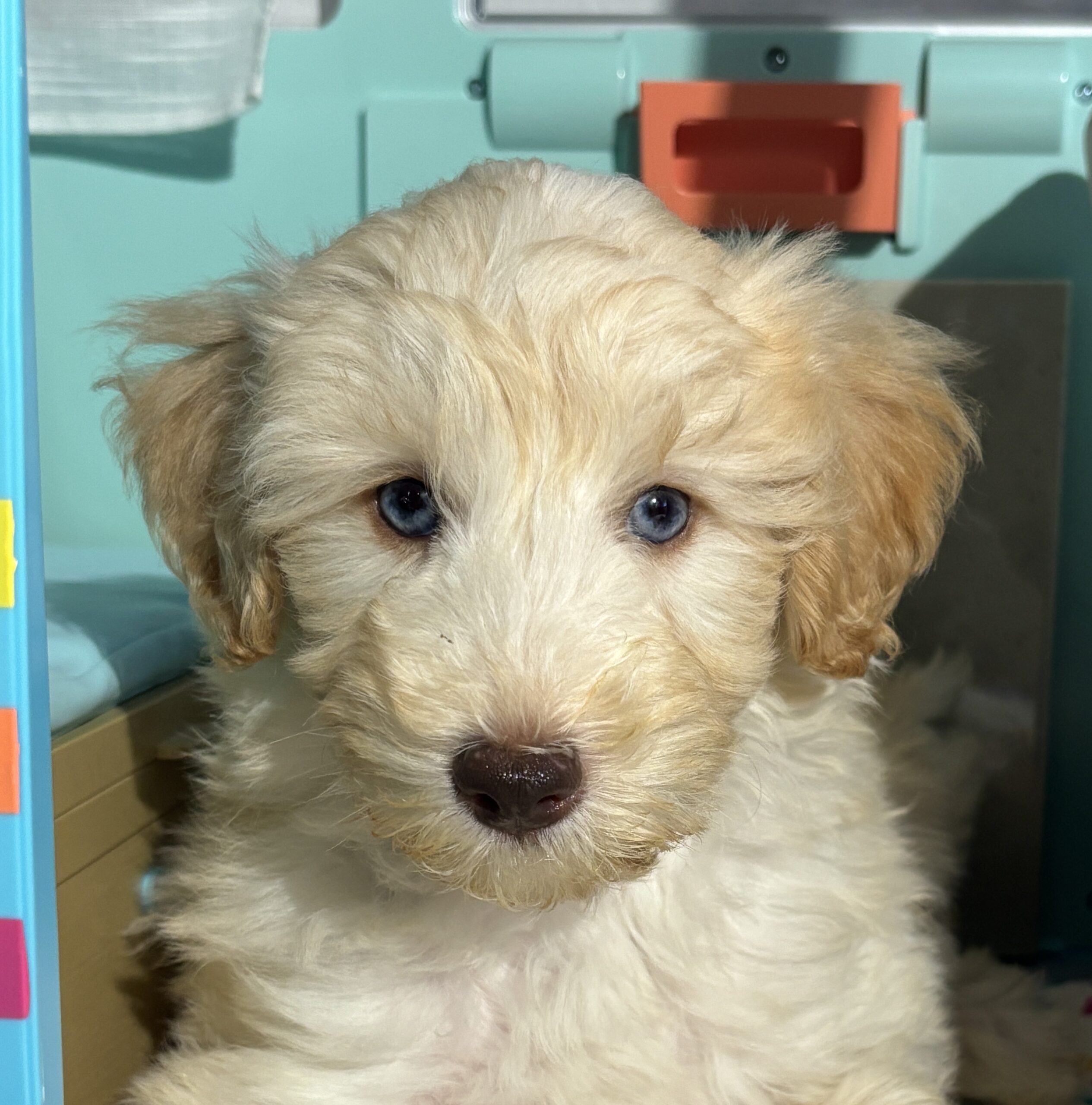 Baxter – Miniature Schnoodle $2500