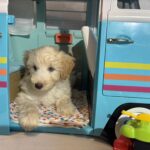 Baxter – Miniature Schnoodle $2500