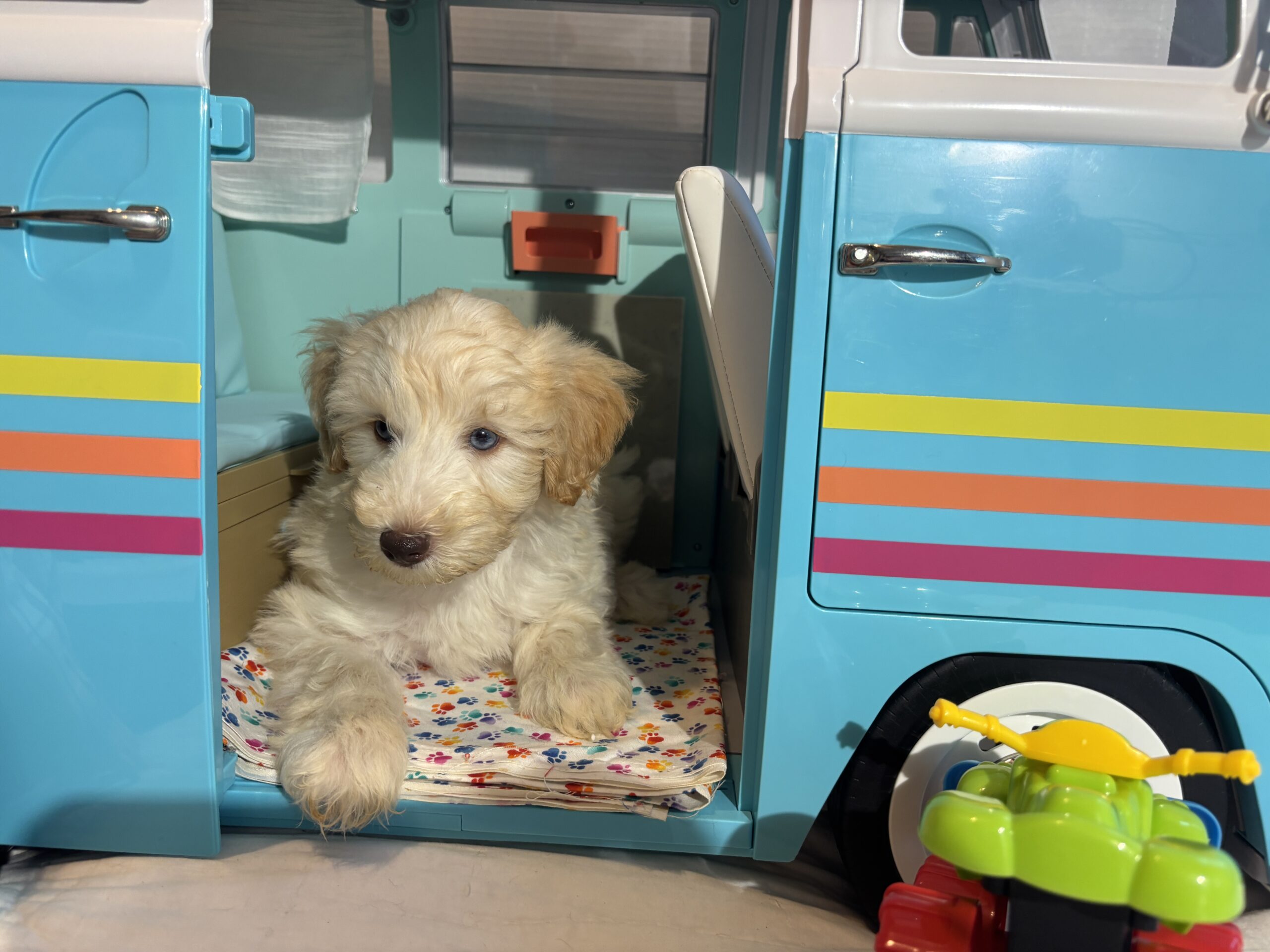 Baxter – Miniature Schnoodle $2500