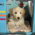 Baxter – Miniature Schnoodle $2500