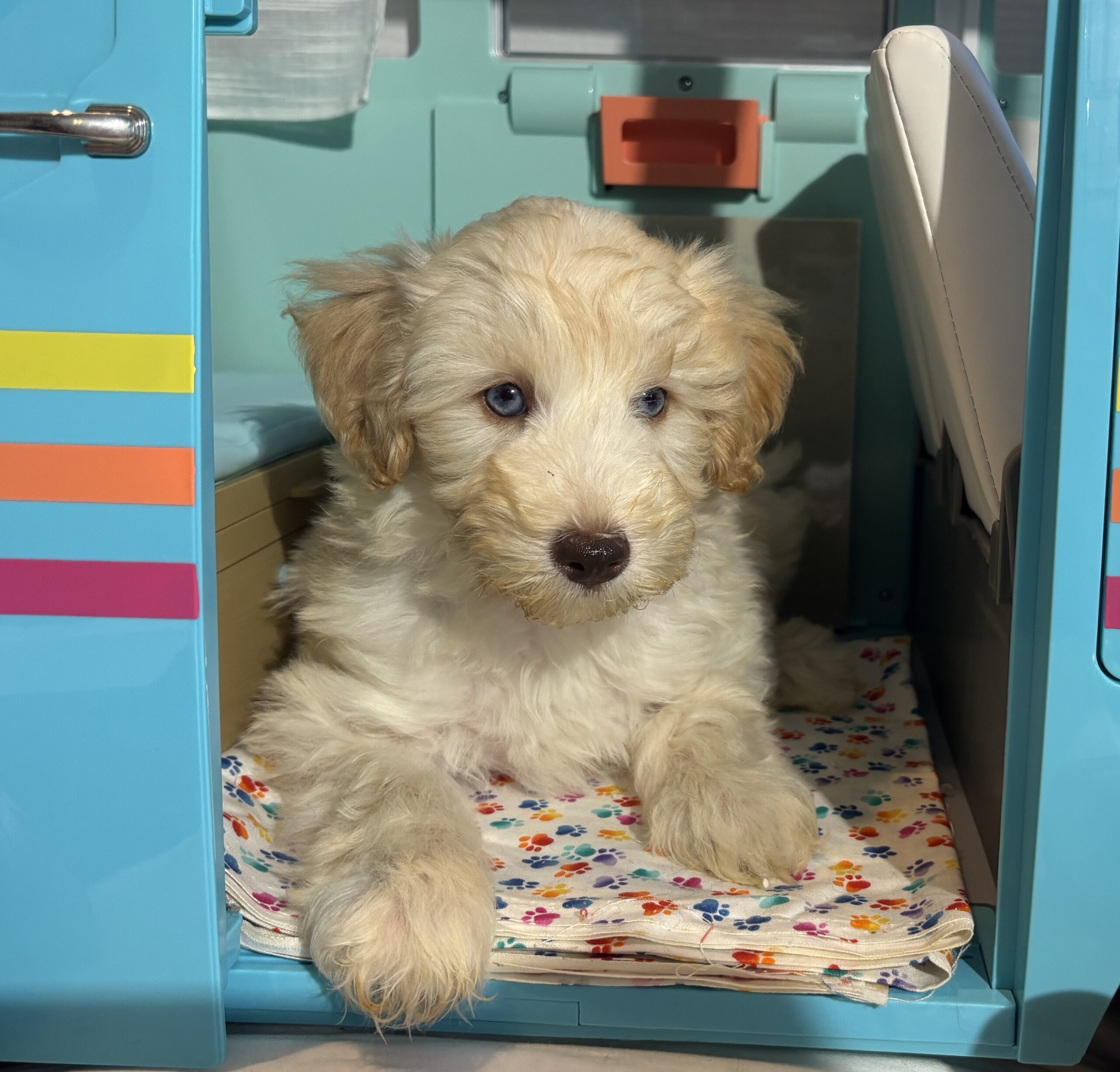 Baxter – Miniature Schnoodle $2500