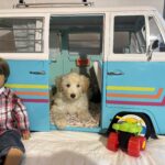 Baxter – Miniature Schnoodle $2500