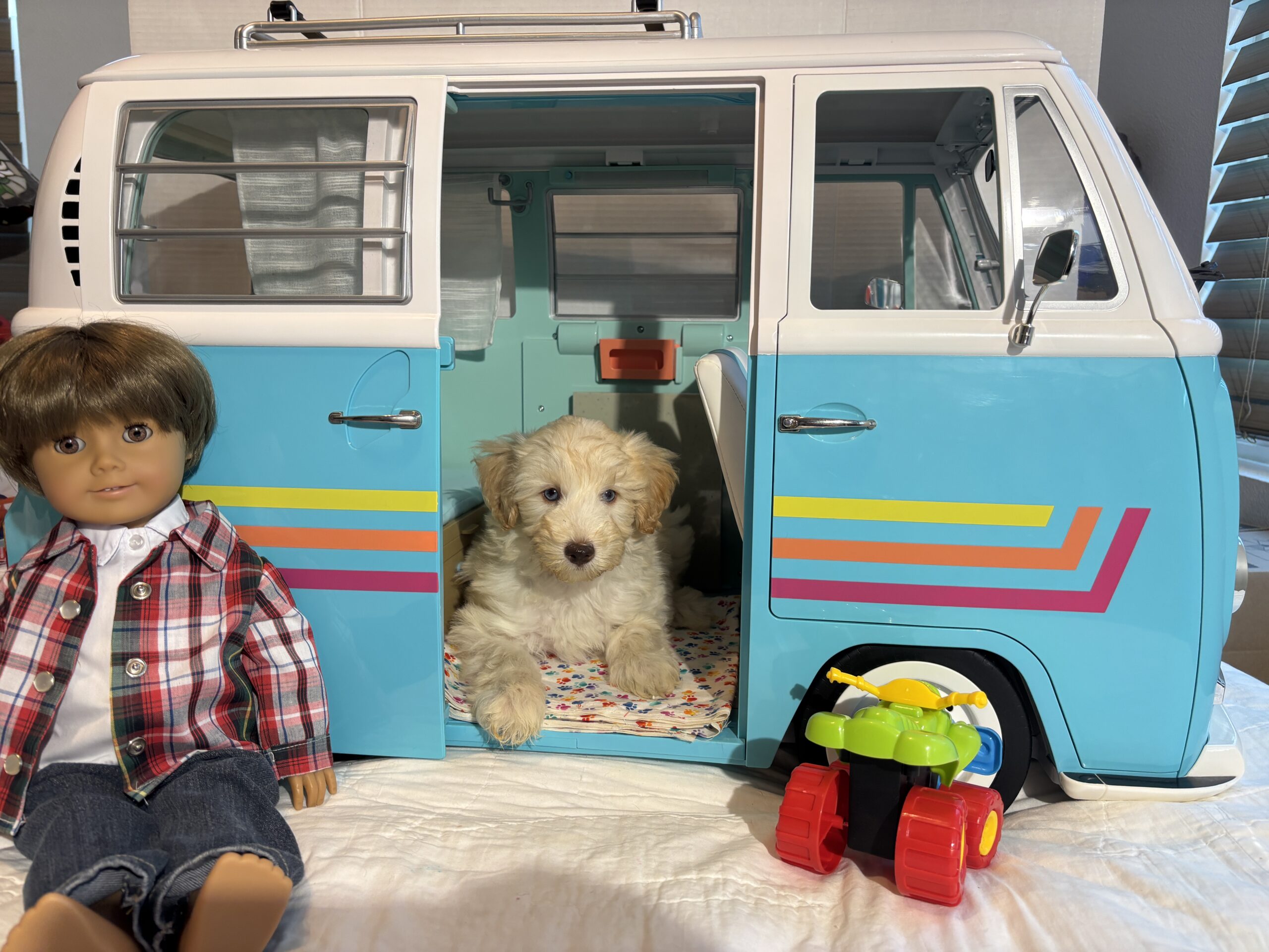 Baxter – Miniature Schnoodle $2500