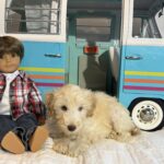 Baxter – Miniature Schnoodle $2500