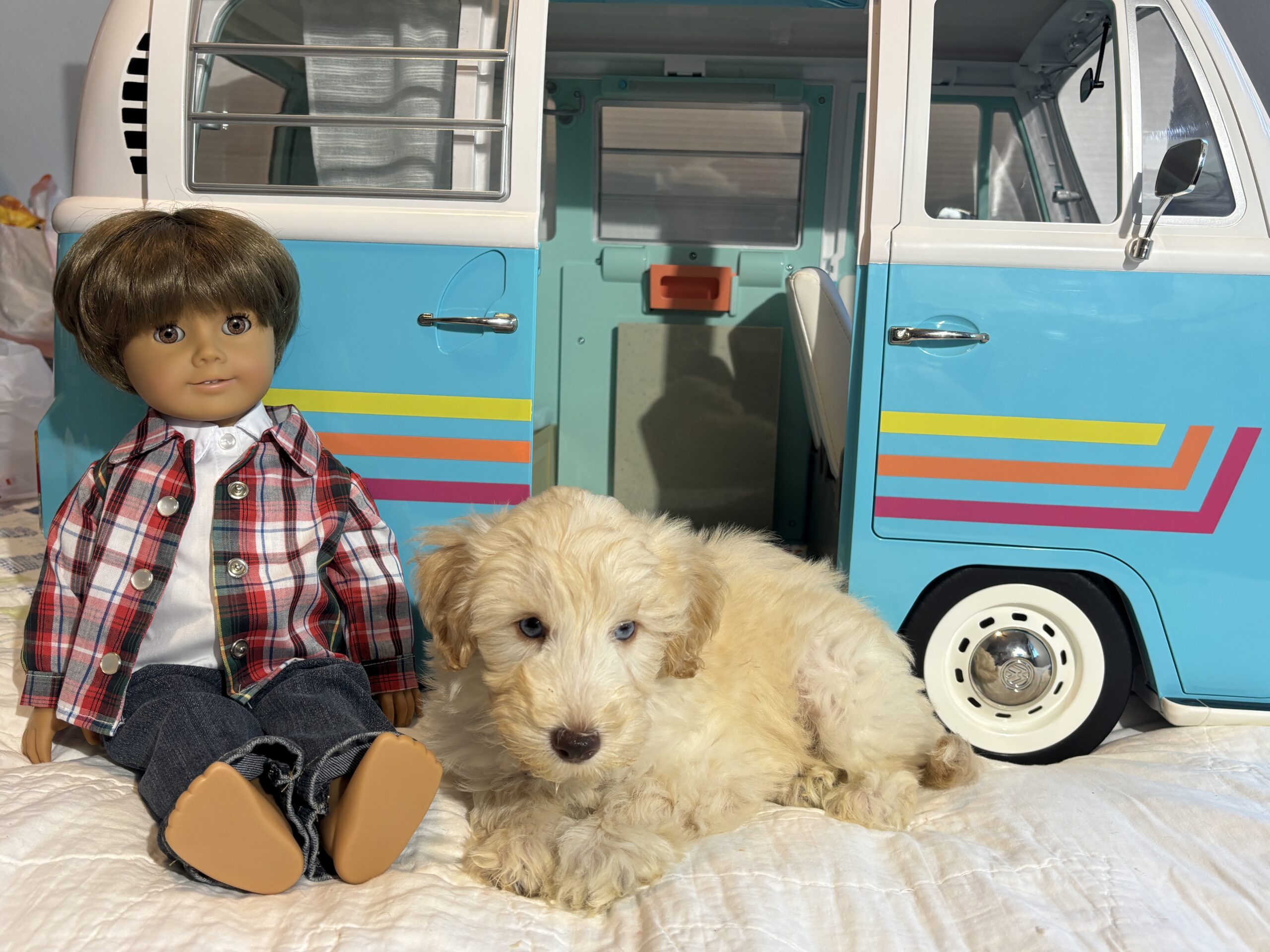 Baxter – Miniature Schnoodle $2500