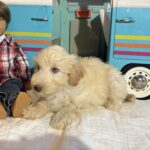 Baxter – Miniature Schnoodle $2500
