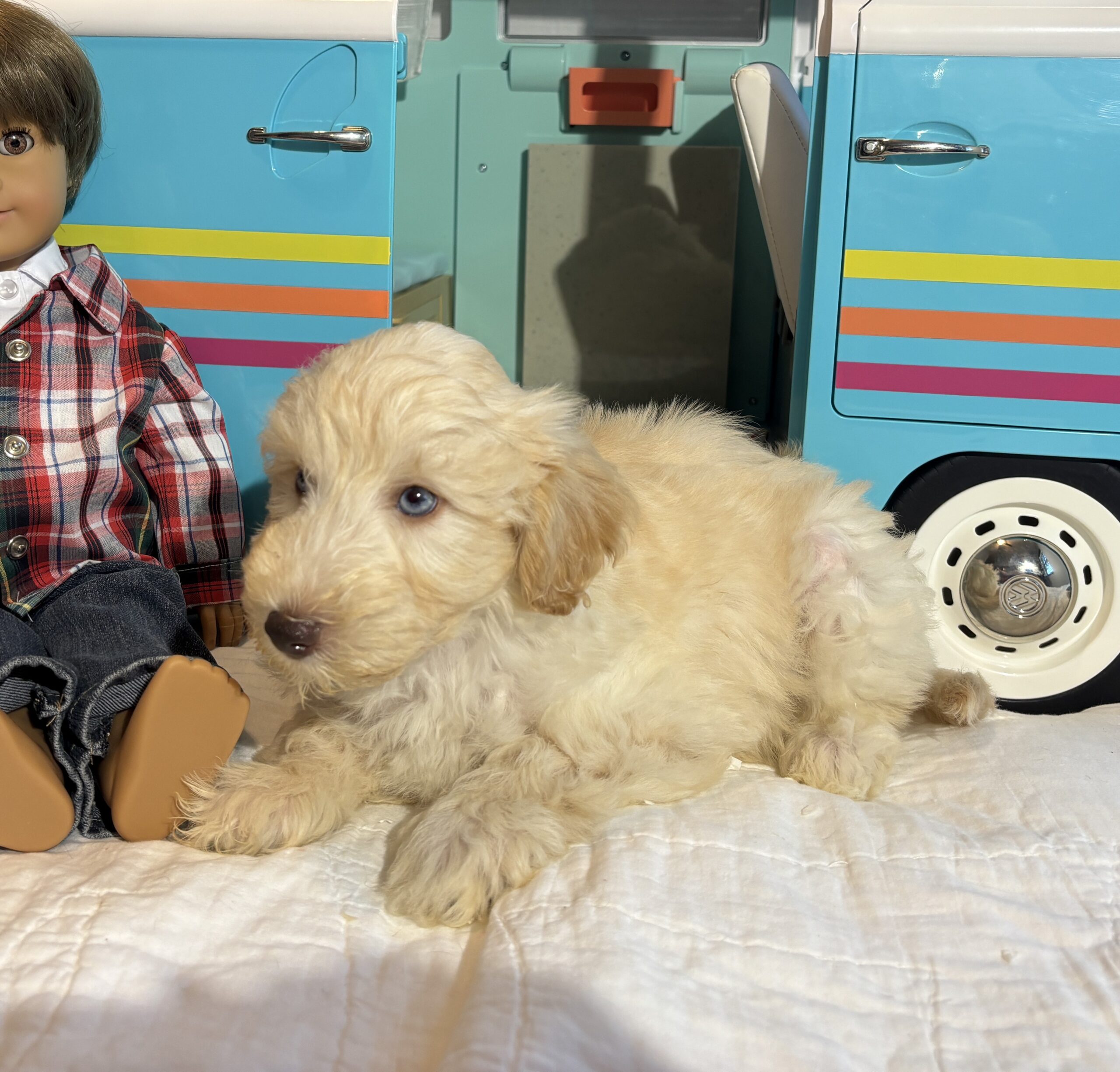 Baxter – Miniature Schnoodle $2500