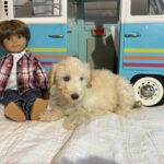 Baxter – Miniature Schnoodle $2500