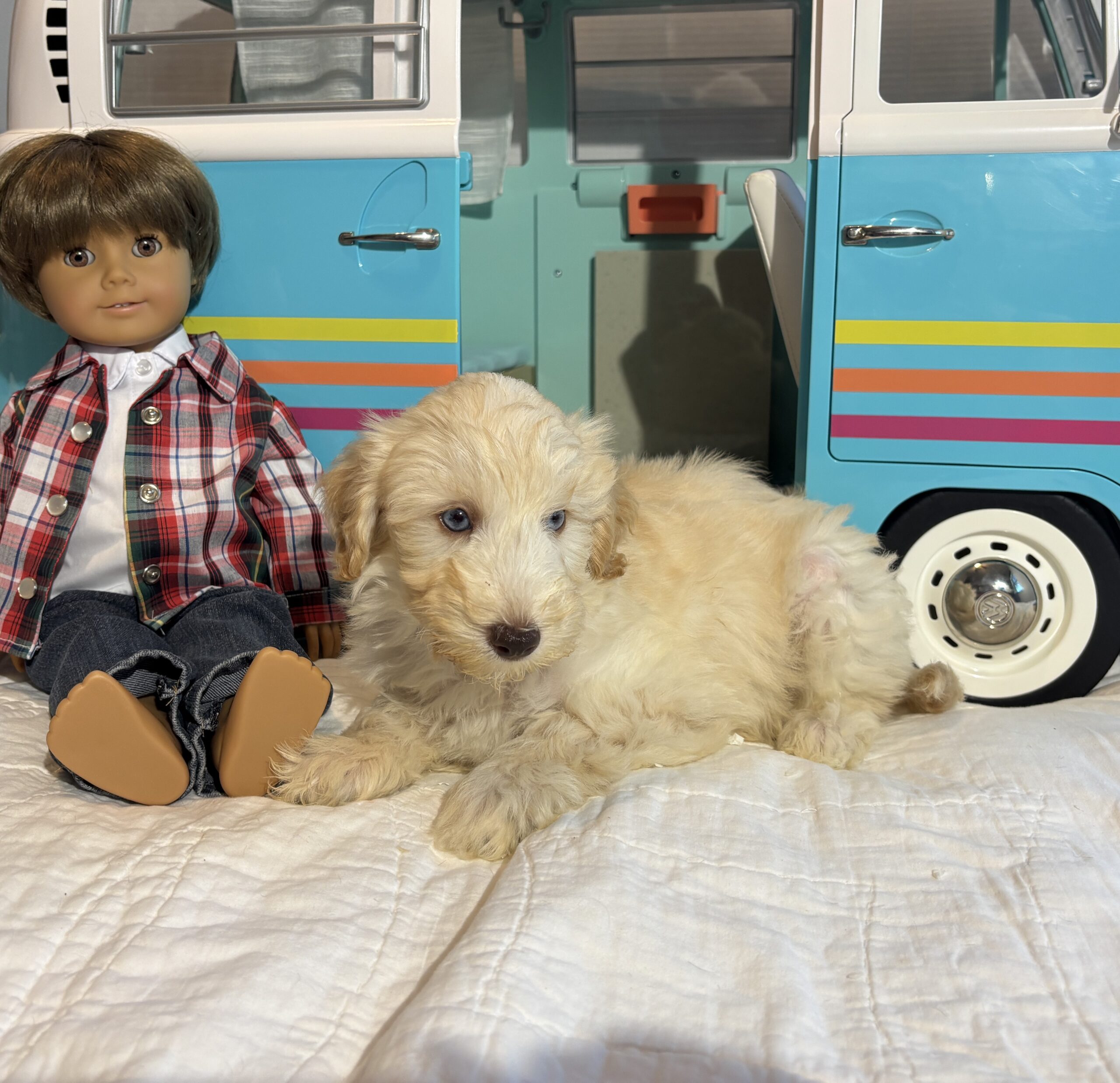 Baxter – Miniature Schnoodle $2500