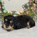 Benny – Miniature Schnauzer $2800