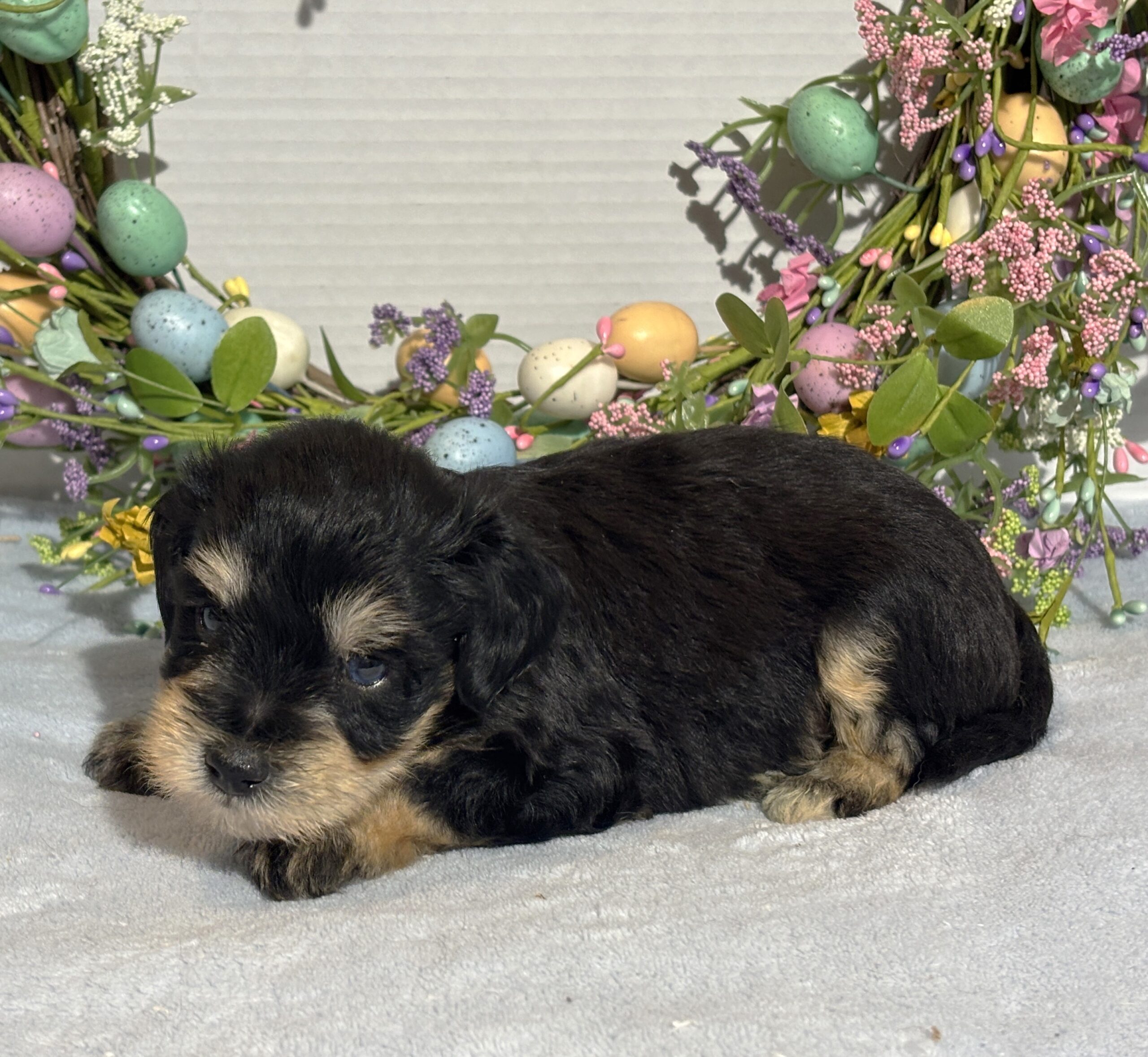 Benny – Miniature Schnauzer $2800