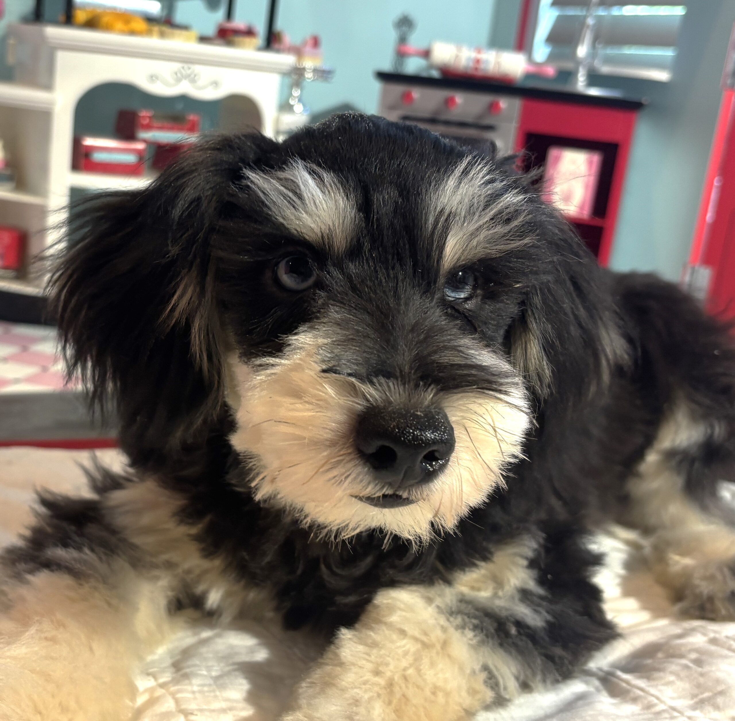 Benny – Miniature Schnauzer $2200