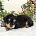 Benny – Miniature Schnauzer $2800