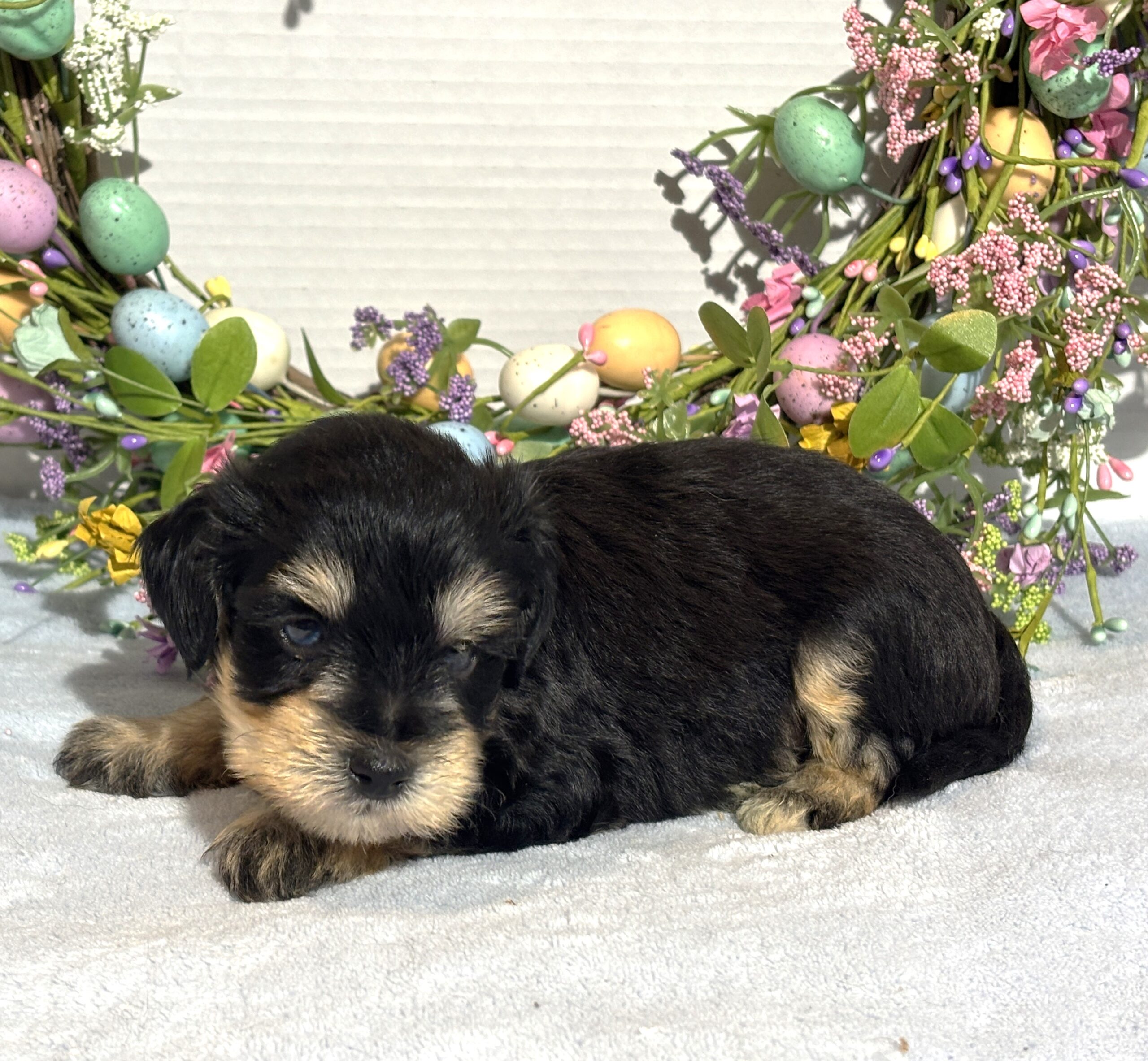 Benny – Miniature Schnauzer $2800