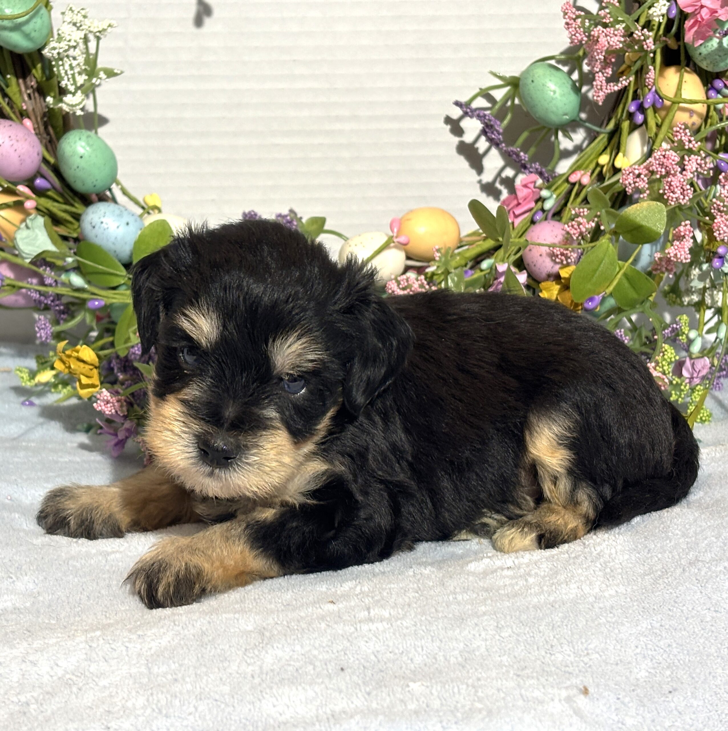 Benny – Miniature Schnauzer $2800
