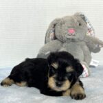 Benny – Miniature Schnauzer $2800