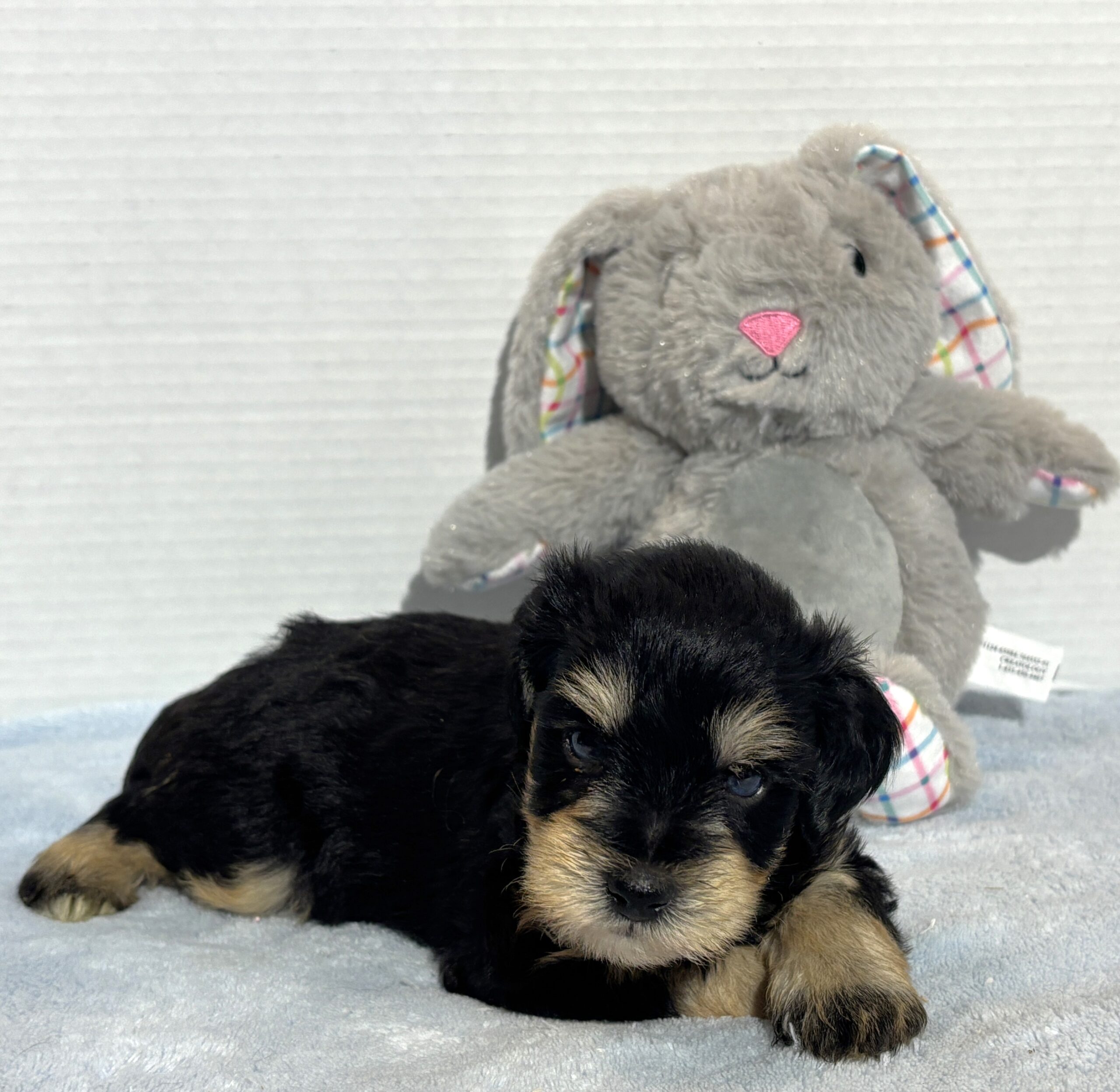 Benny – Miniature Schnauzer $2800