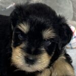 Benny – Miniature Schnauzer $2800