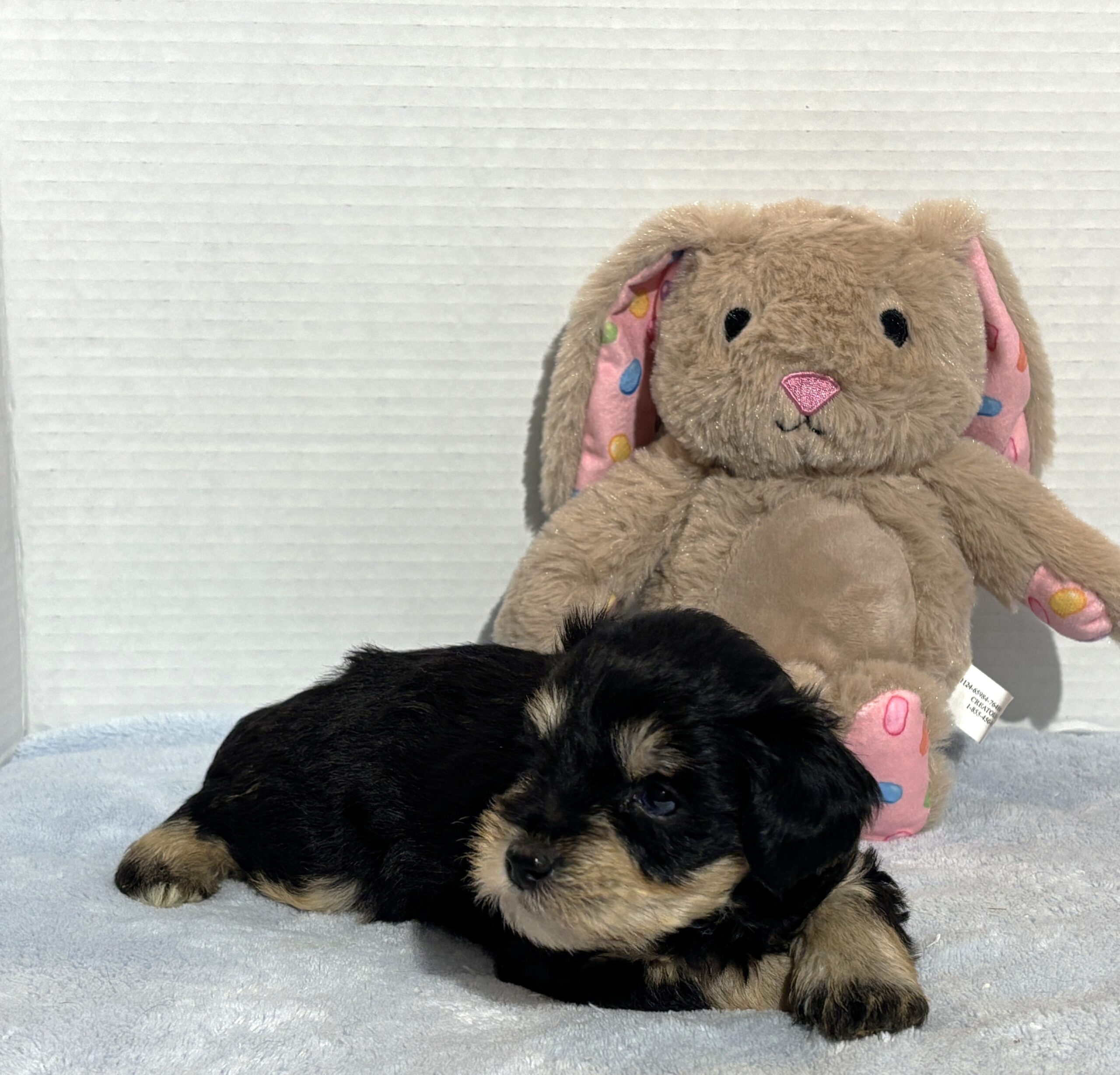 Benny – Miniature Schnauzer $2800