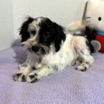 Blossom – Toy Schnauzer $2500