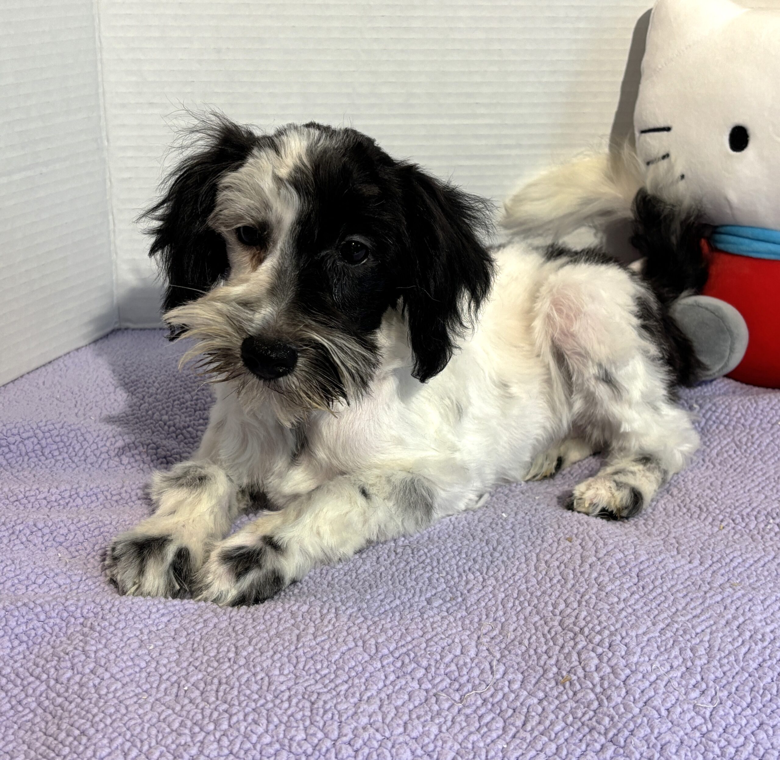 Blossom – Toy Schnauzer $2500
