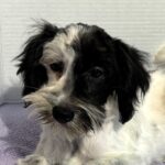 Blossom – Toy Schnauzer $2500