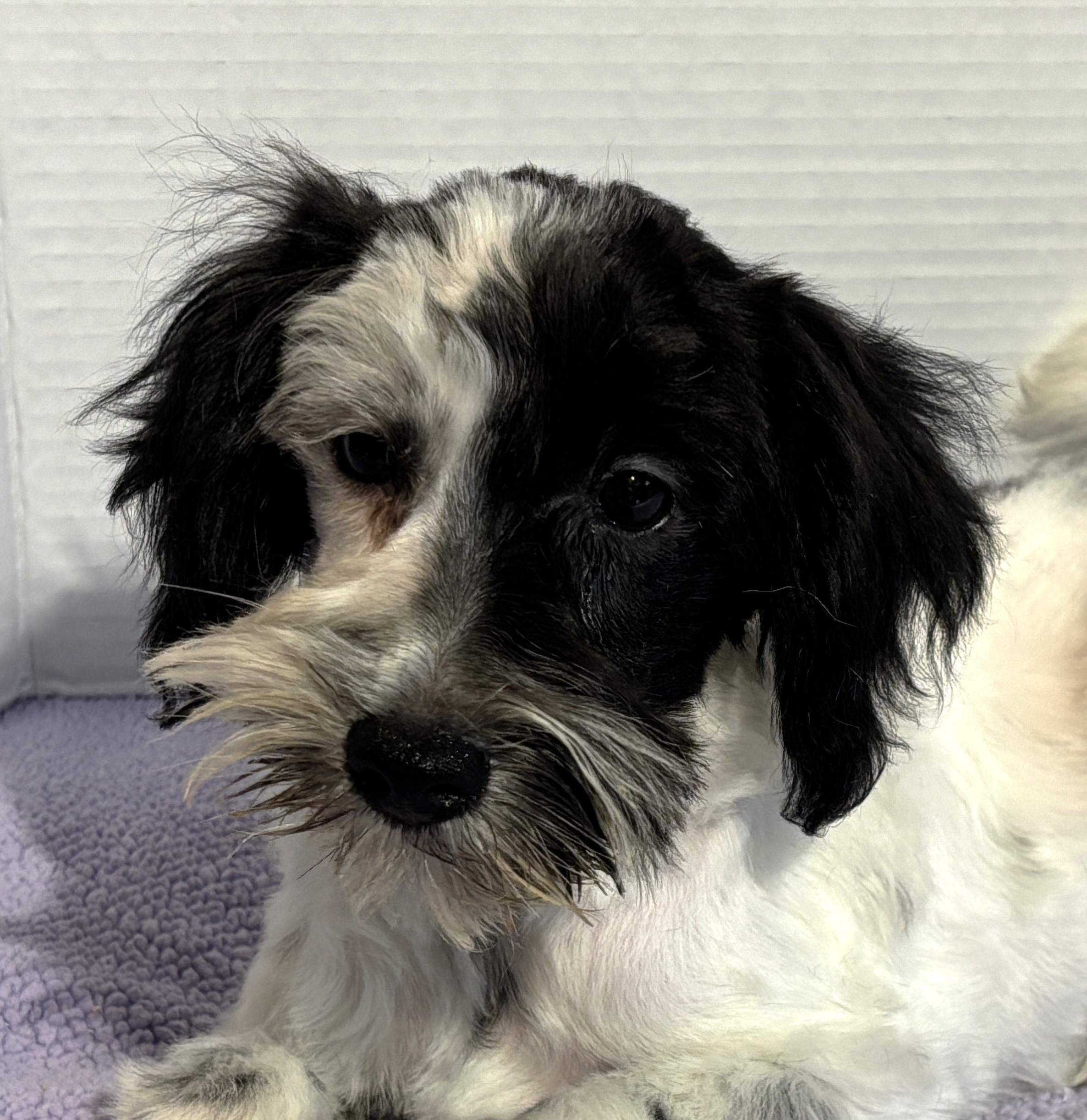 Blossom – Toy Schnauzer $2500