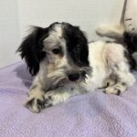 Blossom – Toy Schnauzer $2500