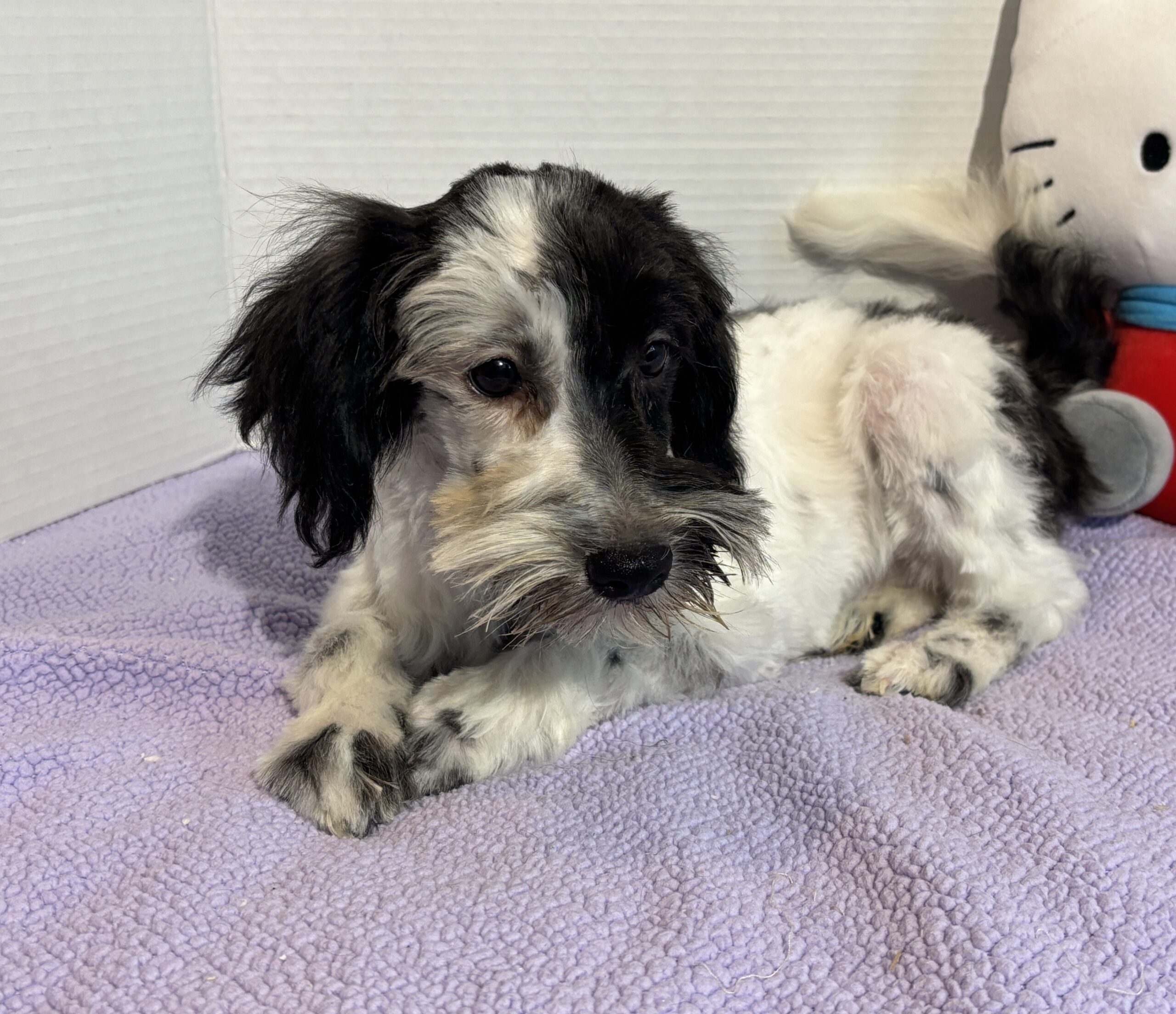 Blossom – Toy Schnauzer $2500