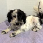 Blossom – Toy Schnauzer $2500
