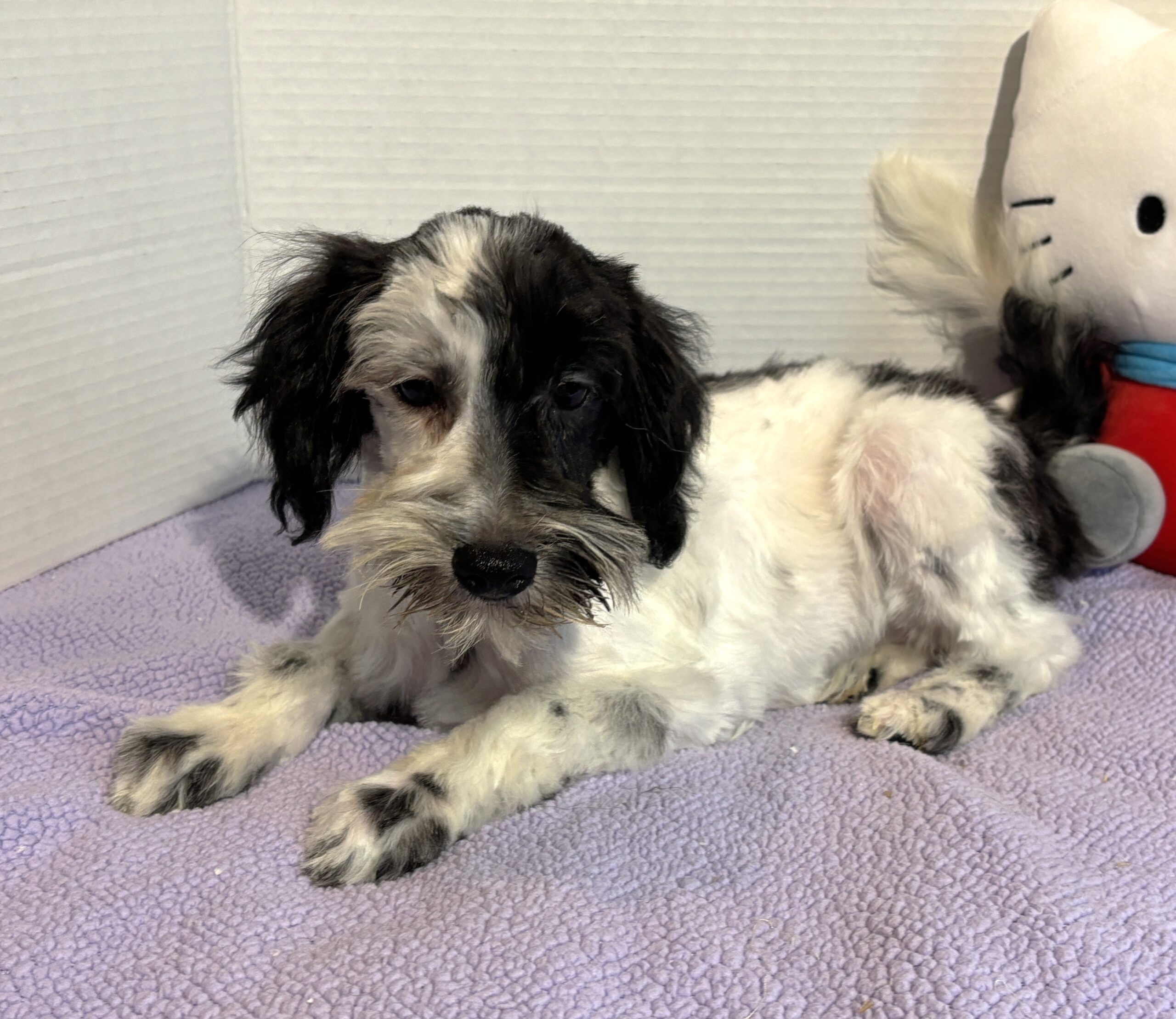 Blossom – Toy Schnauzer $2500