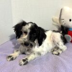 Blossom – Toy Schnauzer $2500