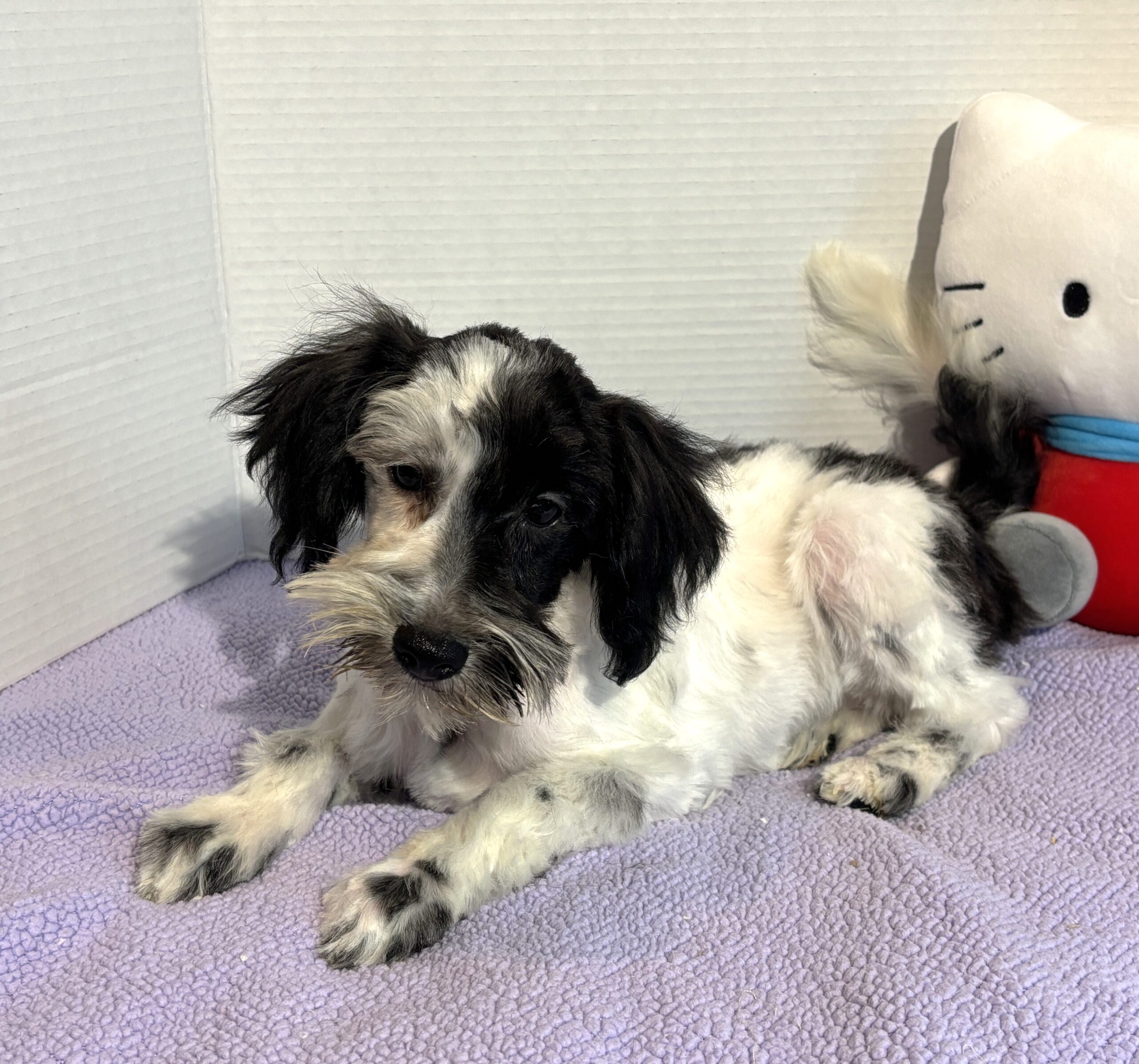 Blossom – Toy Schnauzer $2500