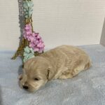 Chance – Chonzer $2400