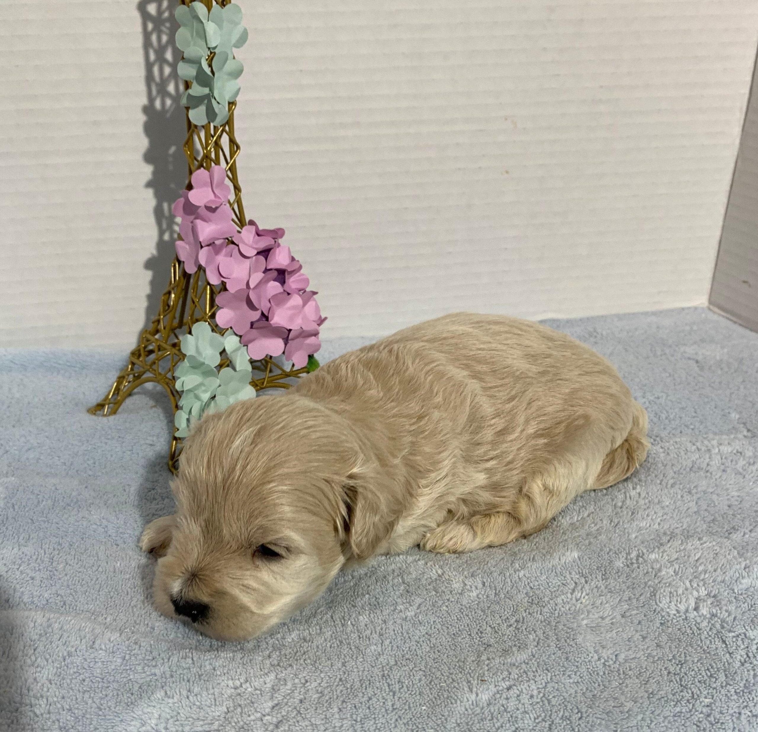 Chance – Chonzer $2400