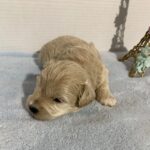 Chance – Chonzer $2400
