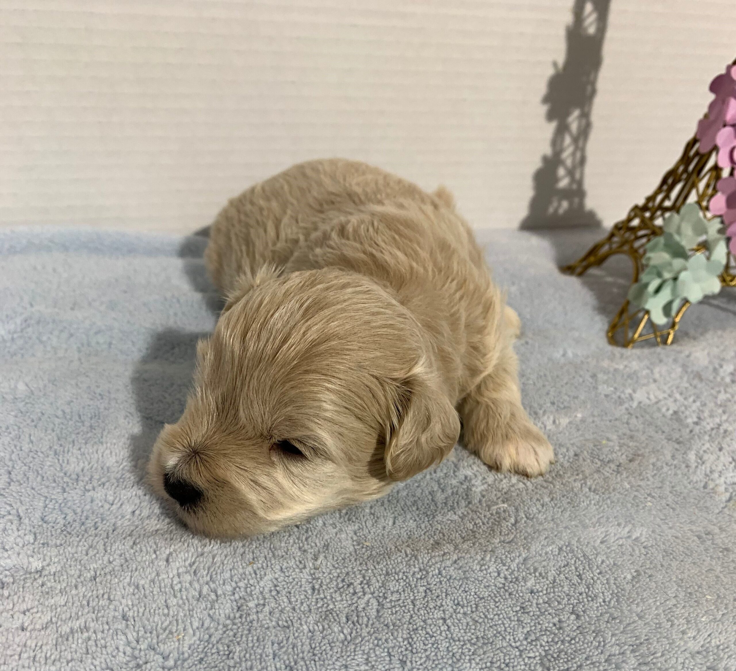 Chance – Chonzer $2400