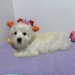 Chanel – Toy Chonzer $2400