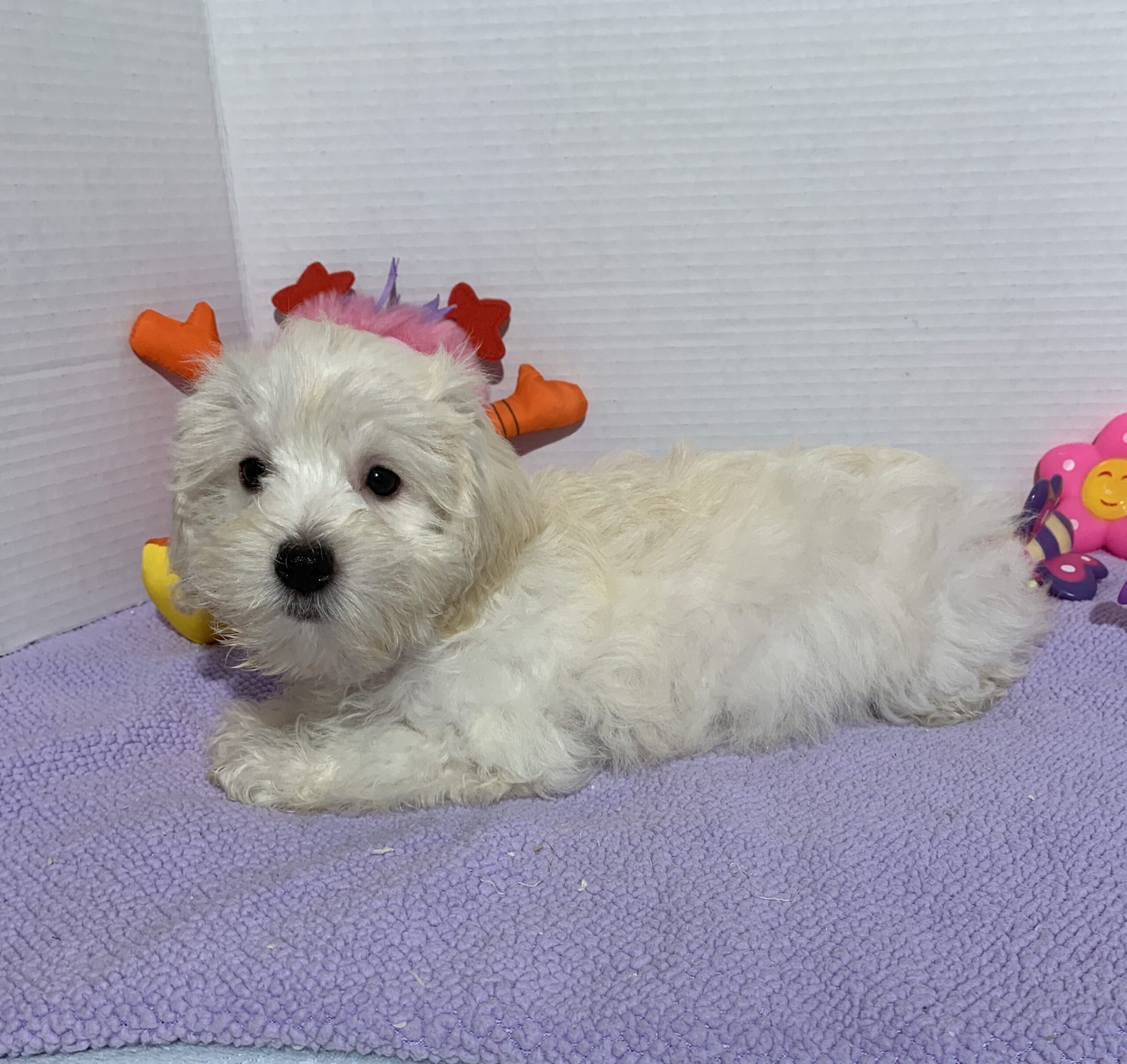 Chanel – Toy Chonzer $2400