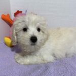 Chanel – Toy Chonzer $2400