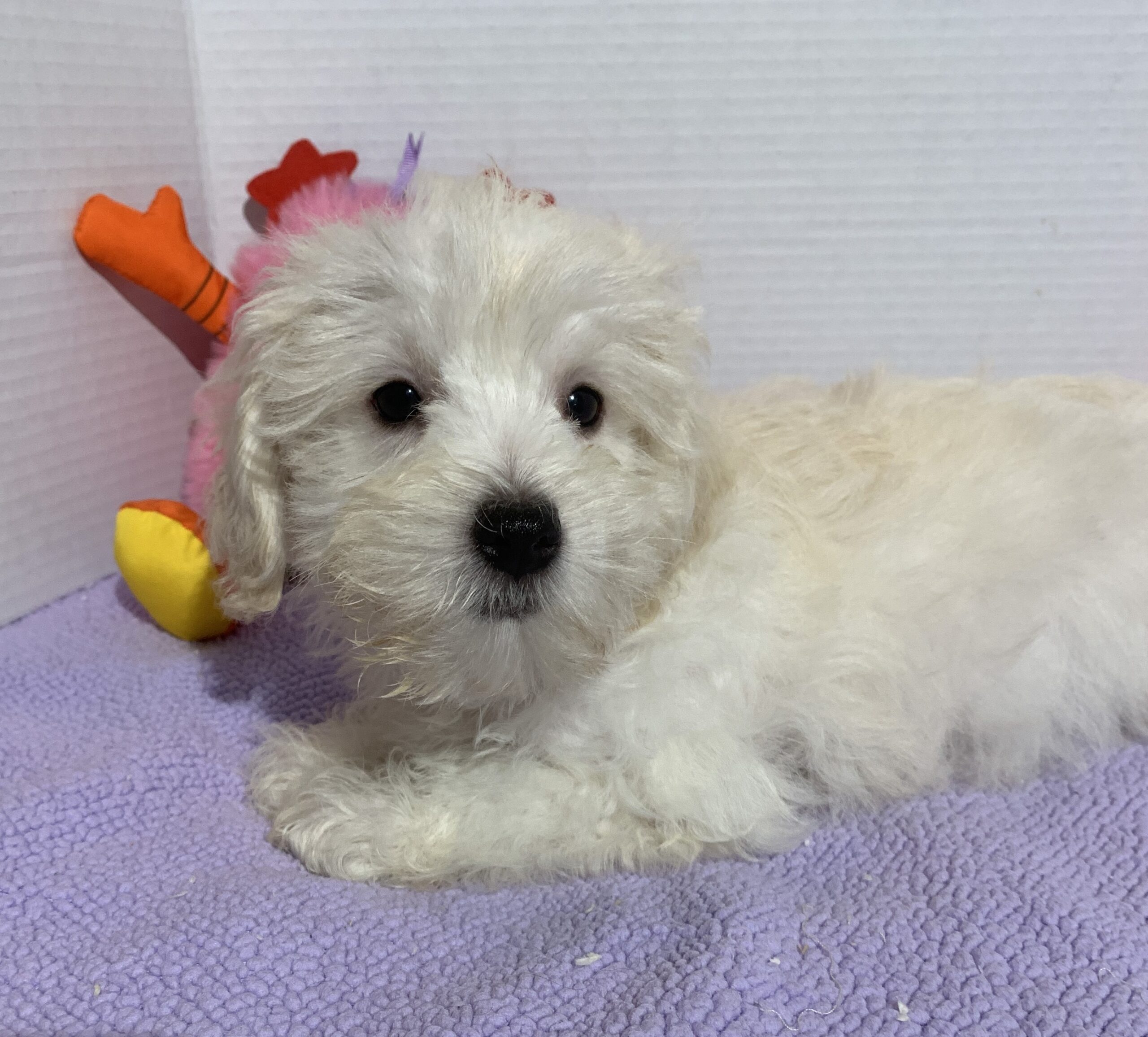 Chanel – Toy Chonzer $2400