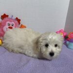 Chanel – Toy Chonzer $2400