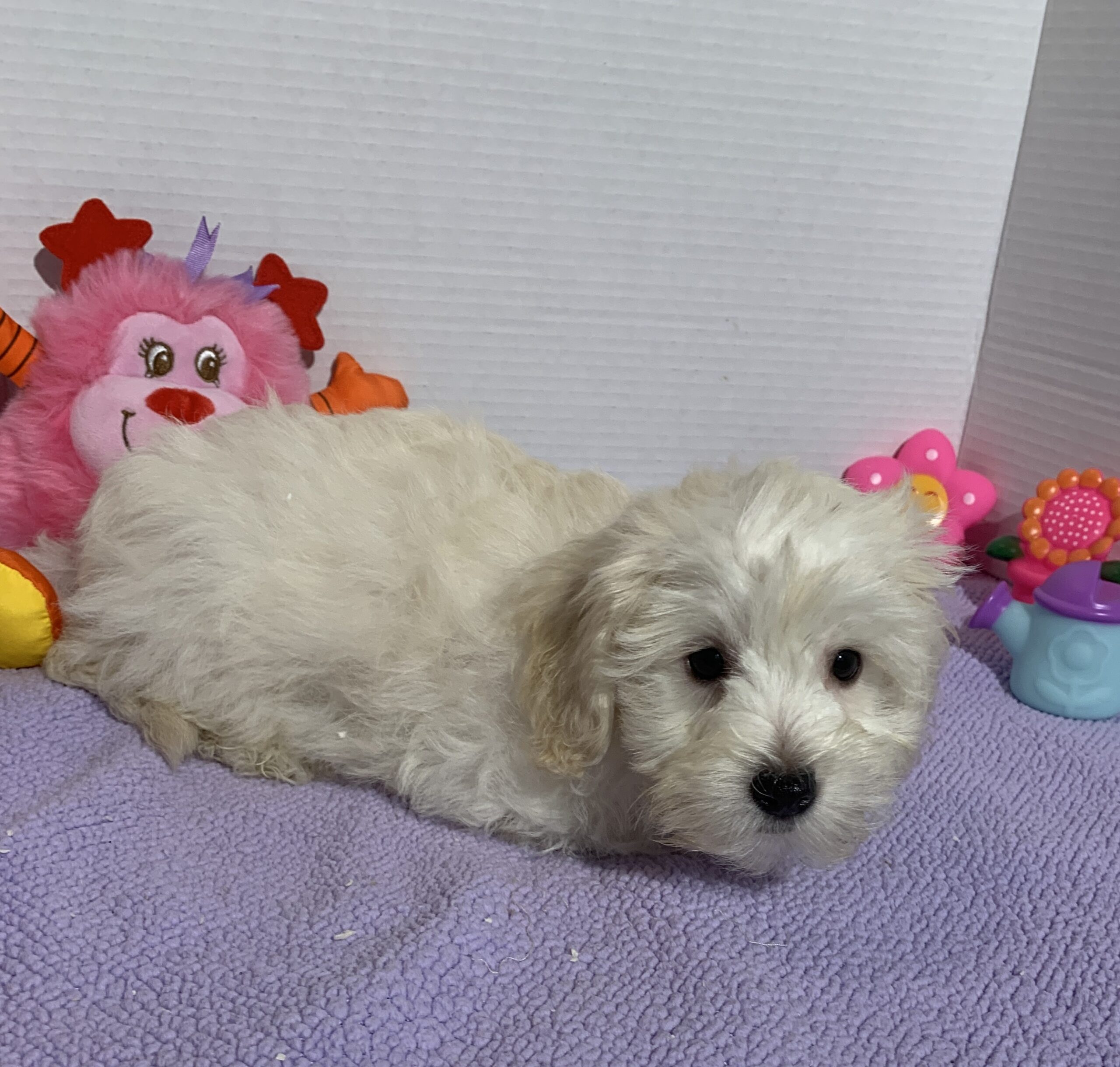 Chanel – Toy Chonzer $2400