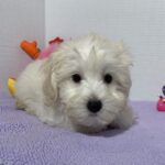 Chanel – Toy Chonzer $2400