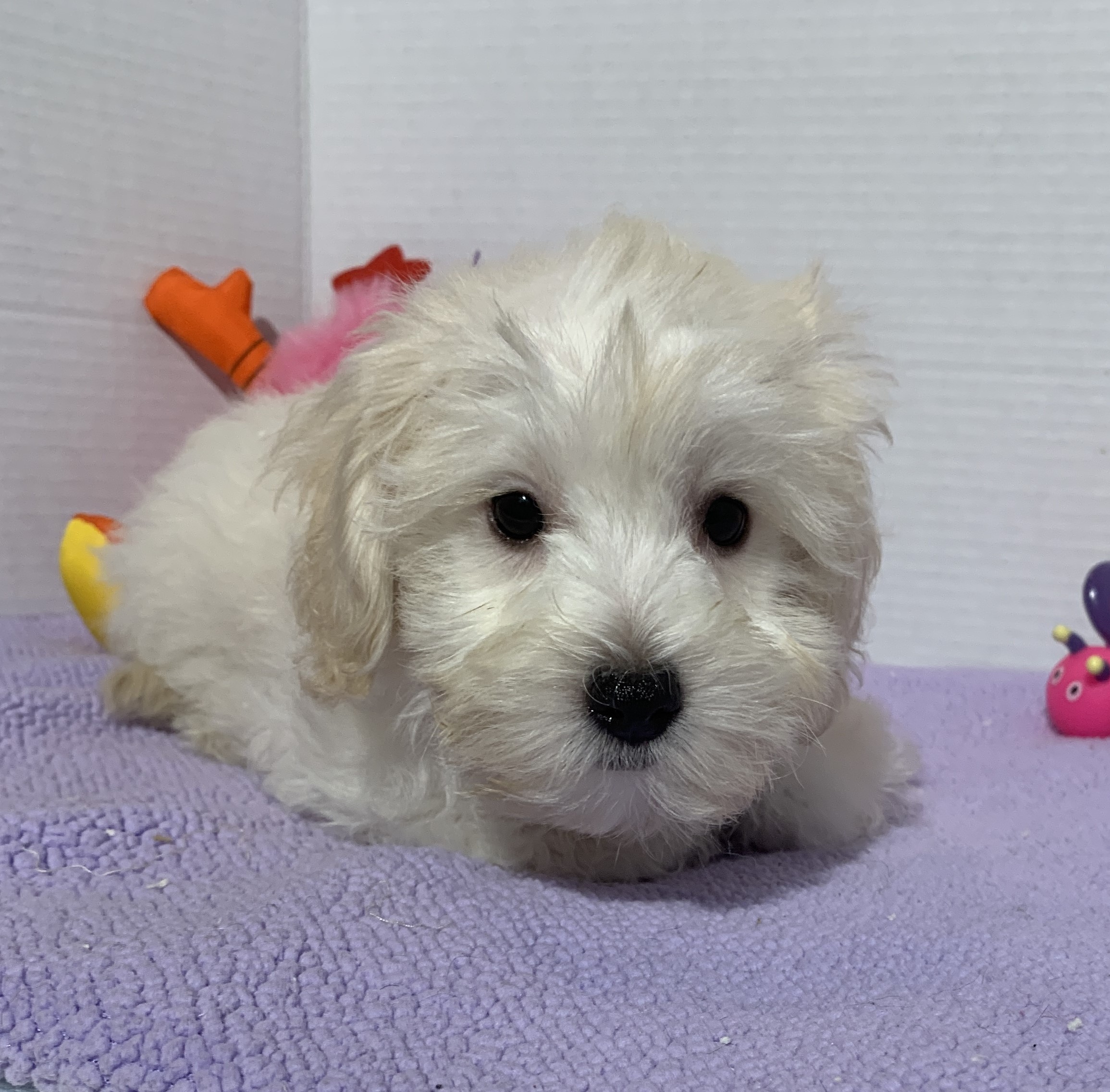 Chanel – Toy Chonzer $2400